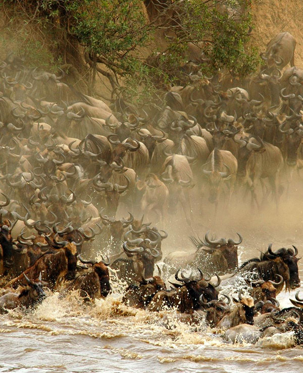 great migration