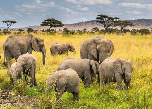 6 Days Big Five Safari in Northern Tanzania