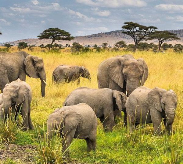 6 Days Big Five Safari in Northern Tanzania