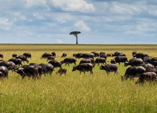 10 Days Ndutu Migration Calving Season