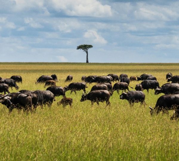 10 Days Ndutu Migration Calving Season