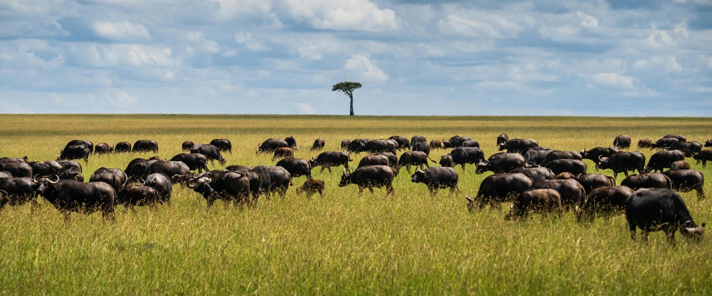 10 Days Ndutu Migration Calving Season