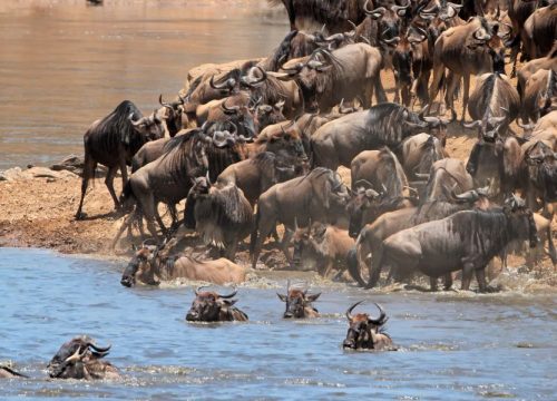 10 Days Great Migration Mara River Crossing