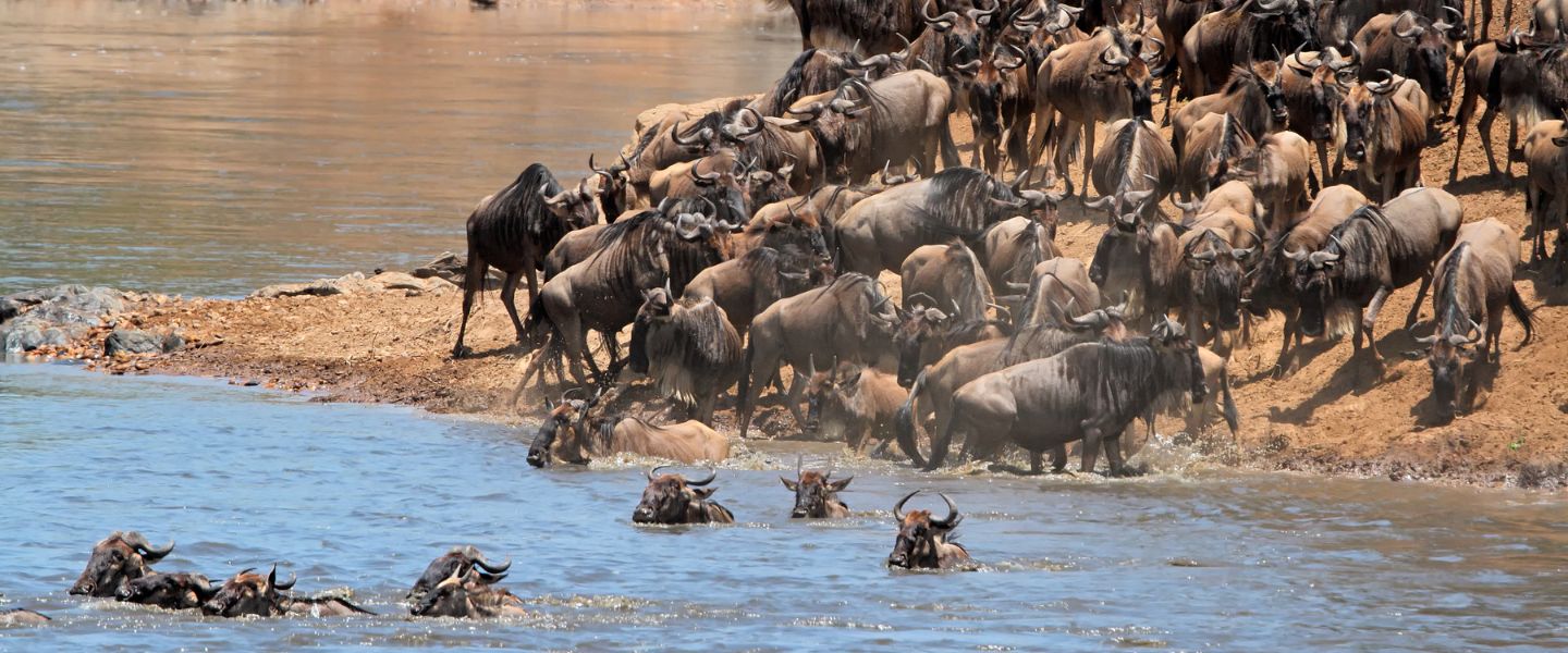 10 Days Great Migration Mara River Crossing