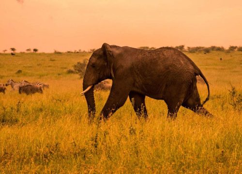 4 Days Northern Tanzania Safari