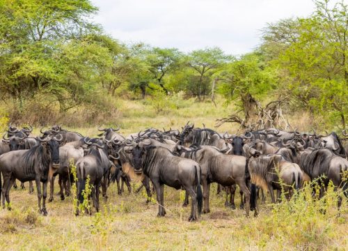 8 Days Serengeti Western Corridor Safari