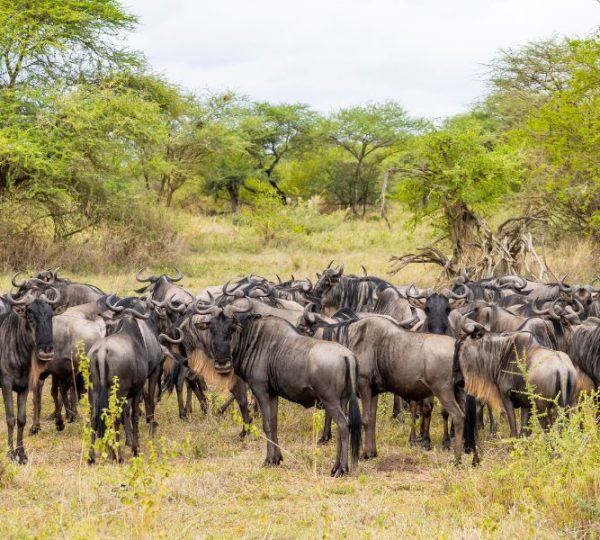 8 Days Serengeti Western Corridor Safari