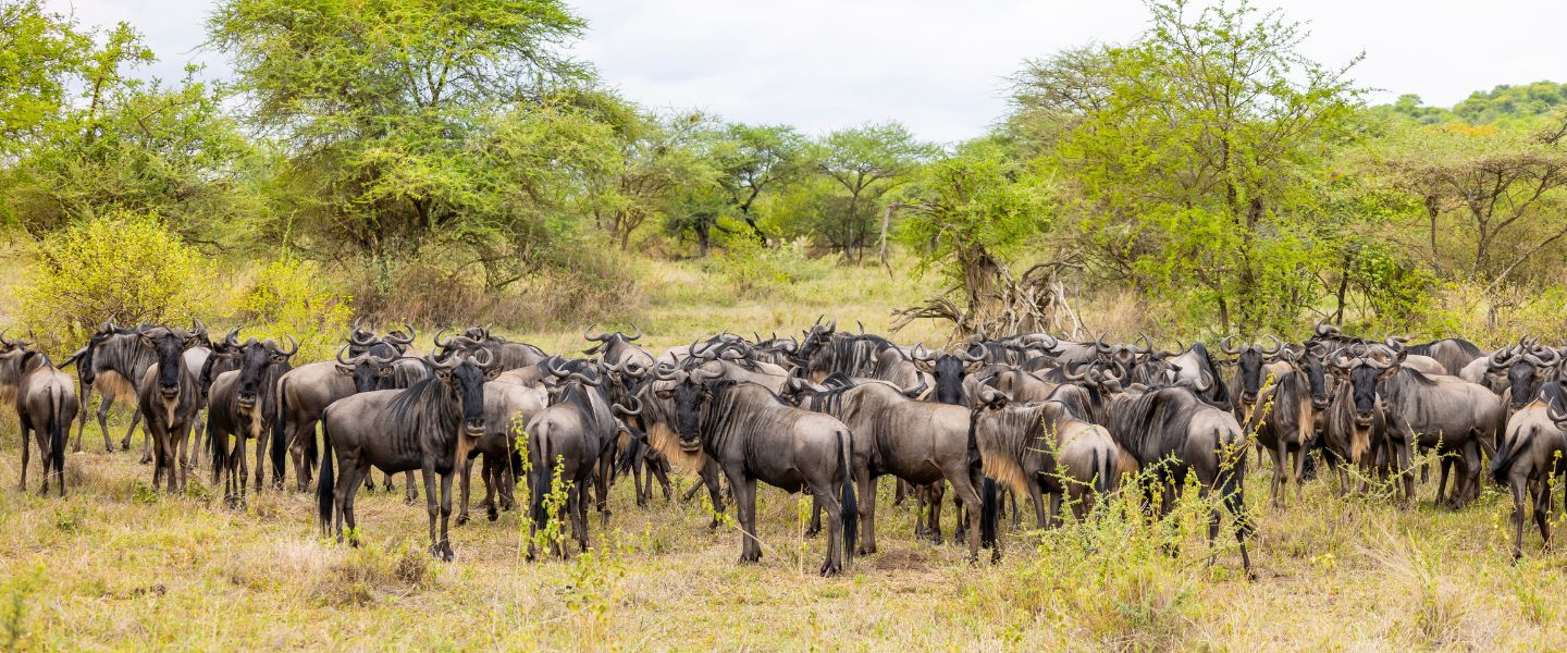 8 Days Serengeti Western Corridor Safari
