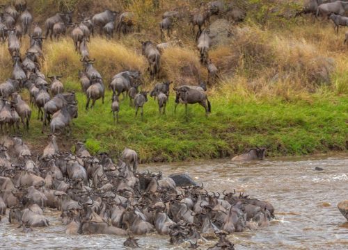 8 Days Great Migration Ndutu