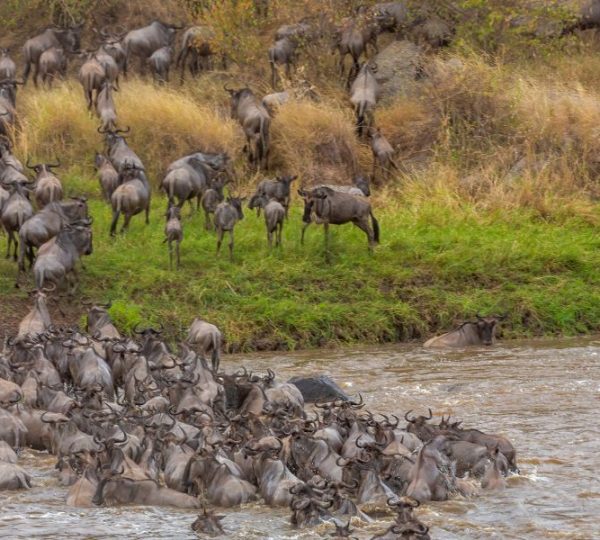 8 Days Great Migration Ndutu