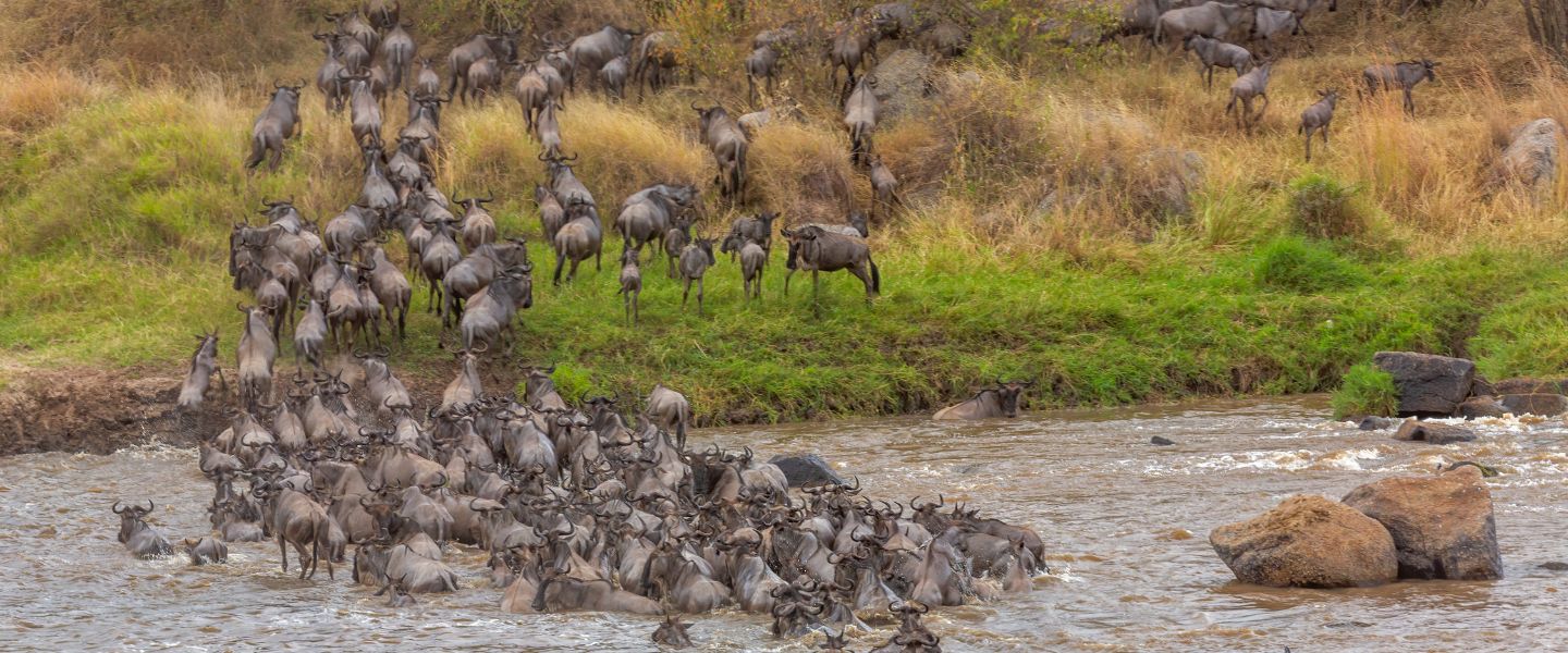 8 Days Great Migration Ndutu