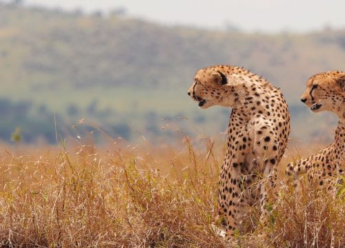 6 Days Mid-Range Safari in Northern Tanzania