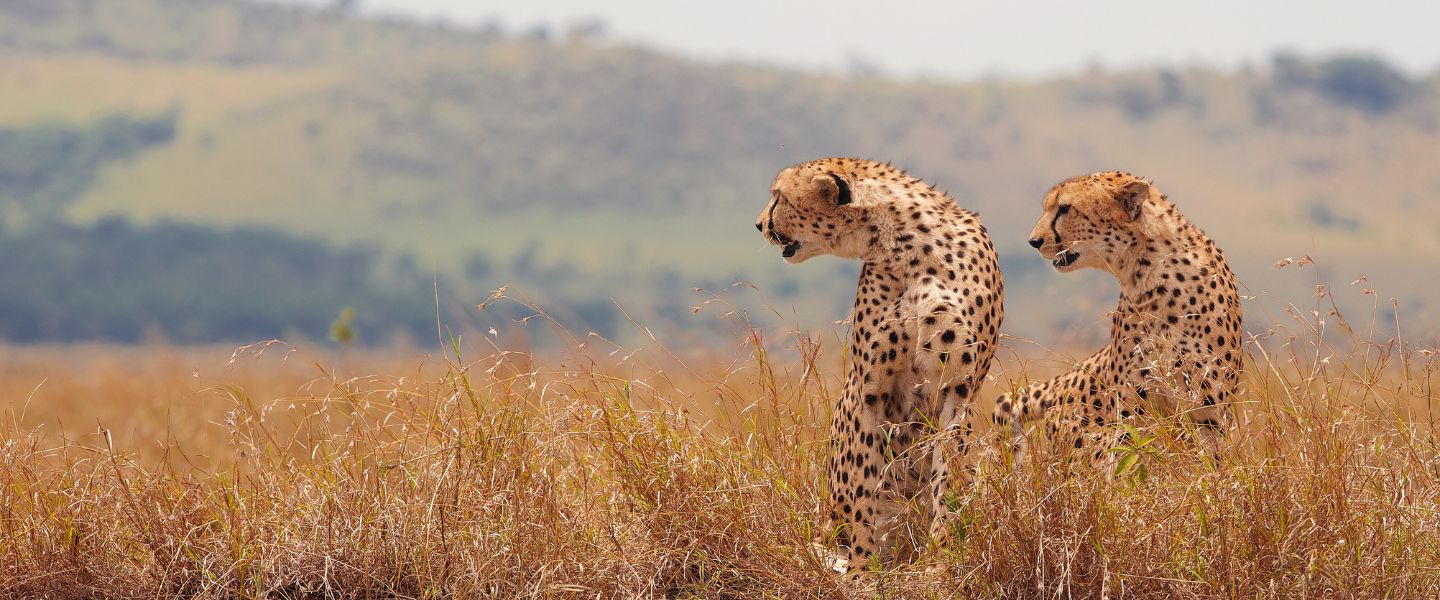 6 Days Mid-Range Safari in Northern Tanzania