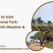 The Serengeti National Park in northern Tanzania is one of the most iconic safari destinations on earth—home to endless savannahs, the legendary Great Migration, and some of Africa’s most dramatic predator encounters. With its diverse ecosystems and constantly moving wildlife, choosing the Best Time to Visit Serengeti National Park depends on what you want to see and experience. This comprehensive, human-written guide provides a month-by-month breakdown of Serengeti weather, wildlife, and safari highlights, plus expert travel tips from Enduimet Adventure Safaris. Whether you’re planning a Serengeti National Park Tanzania safari, a classic Serengeti National Park safari, or a tailored safari Tanzania Serengeti journey—this guide will help you choose the perfect time to go. Serengeti Travel Seasons at a Glance Calving Season (January–March) Southern Serengeti (Ndutu area) Thousands of baby wildebeest born daily Intense predator–prey action Long Rains (April–May) Lush landscapes, dramatic skies Fewer tourists & best value safaris Dry Season & Migration North (June–October) Peak wildlife viewing River crossings at Grumeti & Mara Rivers Short Rains & Return South (November–December) Fresh greenery Wildebeest herds returning to calving grounds What is the Great Migration in the Serengeti? The Great Migration is the world’s largest wildlife movement—over 1.5 million wildebeest, 300,000 zebras, and thousands of gazelles moving in a circular pattern across the Serengeti–Mara ecosystem. This journey depends on rainfall and fresh grass, leading to spectacular events like: Calving season in the south Grumeti River crossings in the west Mara River crossings in the north Predator hunts throughout the ecosystem Serengeti Month-by-Month Guide: Weather, Wildlife & Safari Tips January – Calving Season Begins in the Southern Serengeti Location: Ndutu & Southern Plains Thousands of wildebeest arrive to give birth Excellent predator action (lions, cheetahs, hyenas) Short grass offers clear photography angles February – Peak Calving & Predator Action Peak birthing month: up to 8,000 calves born daily High cheetah sightings Mild weather, great visibility Perfect for a safari Tanzania Serengeti family trip March – Transition to the Long Rains Herds still in the south but begin moving west Occasional showers Beautiful green landscapes April – Wettest Month & Lush Landscapes Start of long rains Lowest tourist numbers of the year Dramatic skies, excellent for photography Best value Serengeti National Park safari packages May – Herds Move Through the Western Corridor Wildebeest push toward the Grumeti River Still quiet, great prices, fewer vehicles Birdlife is exceptional June – Dry Season Starts & Grumeti Crossings Cooler temperatures First major river crossings at Grumeti River Beginning of peak season Excellent for walking and balloon safaris July – Peak Migration & Mara River Crossings Herds reach the northern Serengeti Dramatic and sometimes deadly Mara River crossings One of the Best Times to Visit Serengeti National Park August – Prime Migration & Predator Sightings River crossing action continues Big cats are very active Ideal weather: clear skies, low humidity September – Big Cats & Migration in the North Herds remain in the Kogatende/Lamayi areas Leopards often seen along riverbanks Perfect for a classic serengeti national park tanzania safari October – Southward Migration & Resident Wildlife Herds begin drifting south again Good predator interactions Warm days and cooler nights November – Short Rains & Herds Moving South Light showers begin but do not disrupt safaris Wildebeest head to the central and southern plains Superb birdwatching December – Green Season & Calving Begins Fresh grass covers the Serengeti Herds settle in the southern region Start of another calving cycle Quick Snapshot: Best Time to Visit Serengeti by Travel Priority Great Migration: July–September & January–March River Crossings: July–August Photography: January–March Big Cats: June–October Birding: November–April Budget Travel: April–May & November When Is the Best Time to Visit the Serengeti for the Great Migration? The top months to witness the Great Migration are: January–March (calving season) June–October (river crossings & northern migration) Advantages of a Great Migration Safari in Serengeti Spectacular river crossings Massive herds filling the landscape Unmatched predator–prey encounters Iconic wildlife photography Disadvantages of a Great Migration Safari in Serengeti Higher safari prices in peak season Crowds at major crossing points Accommodation sells out quickly Best Time to See Baby Animals in Serengeti January & February are the best months Predators are highly active Superb photography opportunities Best Time to Avoid the Crowds in the Serengeti April–May (Long Rains) November (Short Rains) Best Time for Affordable Serengeti Safaris Green Season: April–May Shoulder Season: November These months offer excellent value with fewer tourists. Best Time for Good Weather June–October offers dry, sunny days and great wildlife visibility. Best Time to Visit the Serengeti for Birdwatching November–April Migrant species arrive, and wetlands flourish. Planning Your Visit to the Serengeti When planning a serengeti national park safari, consider: Wildlife priorities Your budget Weather preferences Travel month flexibility Working with local experts like Enduimet Adventure Safaris ensures you choose the perfect season and itinerary. Sample Serengeti Safari Itineraries 3-Day Classic Serengeti Safari Day 1: Central Serengeti game drive Day 2: Full-day exploration in Seronera Valley Day 3: Morning drive & return 5-Day Great Migration Safari (Seasonal) Southern Serengeti (Jan–Mar) or Western Corridor (May–June) or Northern Serengeti (July–Oct) 7-Day Tanzania Highlights Safari Tarangire Ngorongoro Crater Serengeti National Park Optional Maasai cultural experience Final Thoughts: When Should You Visit the Serengeti? The Best Time to Visit Serengeti National Park depends entirely on your safari dreams—whether it’s witnessing the thunder of hooves during the Great Migration, photographing newborn calves, or enjoying quiet green-season solitude. Whatever your dream safari looks like, Enduimet Adventure Safaris is ready to design a personalized and unforgettable journey through one of Africa’s greatest wilderness areas. 🧾 Frequently Asked Questions (FAQ): Serengeti National Park What is the best month to go to Serengeti? The best time to visit the Serengeti is from January to February or from June to October. However, the Serengeti's density of wildlife offers a spectacular safari experience no matter what time of the year you visit www. enduimetadventuresafaris.com/ 2. Is it better to go to Masai Mara or Serengeti in October? The exact timing depends on rainfall, but you have a good chance of seeing the migration in the Serengeti from January to July or August. The best time to see the migration in the Masai Mara is between August and October. 3. Which is better, Maasai Mara or Serengeti? Serengeti, with its vast size and year-round migration, is perfect for those seeking an immersive, nature-focused safari with fewer crowds. Maasai Mara, while similar to Serengeti in many ways, offers a more cultural experience with river crossings at its peak. 4. How many people are killed in the Serengeti each year? Animal Attacks in the Serengeti are Rare After our travels, I researched animal attacks in the Serengeti. Here's what I found: No tourists have been killed by animals in the Serengeti National Park