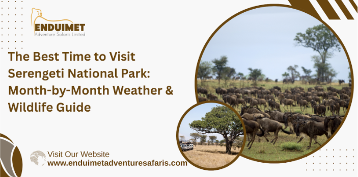 The Serengeti National Park in northern Tanzania is one of the most iconic safari destinations on earth—home to endless savannahs, the legendary Great Migration, and some of Africa’s most dramatic predator encounters. With its diverse ecosystems and constantly moving wildlife, choosing the Best Time to Visit Serengeti National Park depends on what you want to see and experience. This comprehensive, human-written guide provides a month-by-month breakdown of Serengeti weather, wildlife, and safari highlights, plus expert travel tips from Enduimet Adventure Safaris. Whether you’re planning a Serengeti National Park Tanzania safari, a classic Serengeti National Park safari, or a tailored safari Tanzania Serengeti journey—this guide will help you choose the perfect time to go. Serengeti Travel Seasons at a Glance Calving Season (January–March) Southern Serengeti (Ndutu area) Thousands of baby wildebeest born daily Intense predator–prey action Long Rains (April–May) Lush landscapes, dramatic skies Fewer tourists & best value safaris Dry Season & Migration North (June–October) Peak wildlife viewing River crossings at Grumeti & Mara Rivers Short Rains & Return South (November–December) Fresh greenery Wildebeest herds returning to calving grounds What is the Great Migration in the Serengeti? The Great Migration is the world’s largest wildlife movement—over 1.5 million wildebeest, 300,000 zebras, and thousands of gazelles moving in a circular pattern across the Serengeti–Mara ecosystem. This journey depends on rainfall and fresh grass, leading to spectacular events like: Calving season in the south Grumeti River crossings in the west Mara River crossings in the north Predator hunts throughout the ecosystem Serengeti Month-by-Month Guide: Weather, Wildlife & Safari Tips January – Calving Season Begins in the Southern Serengeti Location: Ndutu & Southern Plains Thousands of wildebeest arrive to give birth Excellent predator action (lions, cheetahs, hyenas) Short grass offers clear photography angles February – Peak Calving & Predator Action Peak birthing month: up to 8,000 calves born daily High cheetah sightings Mild weather, great visibility Perfect for a safari Tanzania Serengeti family trip March – Transition to the Long Rains Herds still in the south but begin moving west Occasional showers Beautiful green landscapes April – Wettest Month & Lush Landscapes Start of long rains Lowest tourist numbers of the year Dramatic skies, excellent for photography Best value Serengeti National Park safari packages May – Herds Move Through the Western Corridor Wildebeest push toward the Grumeti River Still quiet, great prices, fewer vehicles Birdlife is exceptional June – Dry Season Starts & Grumeti Crossings Cooler temperatures First major river crossings at Grumeti River Beginning of peak season Excellent for walking and balloon safaris July – Peak Migration & Mara River Crossings Herds reach the northern Serengeti Dramatic and sometimes deadly Mara River crossings One of the Best Times to Visit Serengeti National Park August – Prime Migration & Predator Sightings River crossing action continues Big cats are very active Ideal weather: clear skies, low humidity September – Big Cats & Migration in the North Herds remain in the Kogatende/Lamayi areas Leopards often seen along riverbanks Perfect for a classic serengeti national park tanzania safari October – Southward Migration & Resident Wildlife Herds begin drifting south again Good predator interactions Warm days and cooler nights November – Short Rains & Herds Moving South Light showers begin but do not disrupt safaris Wildebeest head to the central and southern plains Superb birdwatching December – Green Season & Calving Begins Fresh grass covers the Serengeti Herds settle in the southern region Start of another calving cycle Quick Snapshot: Best Time to Visit Serengeti by Travel Priority Great Migration: July–September & January–March River Crossings: July–August Photography: January–March Big Cats: June–October Birding: November–April Budget Travel: April–May & November When Is the Best Time to Visit the Serengeti for the Great Migration? The top months to witness the Great Migration are: January–March (calving season) June–October (river crossings & northern migration) Advantages of a Great Migration Safari in Serengeti Spectacular river crossings Massive herds filling the landscape Unmatched predator–prey encounters Iconic wildlife photography Disadvantages of a Great Migration Safari in Serengeti Higher safari prices in peak season Crowds at major crossing points Accommodation sells out quickly Best Time to See Baby Animals in Serengeti January & February are the best months Predators are highly active Superb photography opportunities Best Time to Avoid the Crowds in the Serengeti April–May (Long Rains) November (Short Rains) Best Time for Affordable Serengeti Safaris Green Season: April–May Shoulder Season: November These months offer excellent value with fewer tourists. Best Time for Good Weather June–October offers dry, sunny days and great wildlife visibility. Best Time to Visit the Serengeti for Birdwatching November–April Migrant species arrive, and wetlands flourish. Planning Your Visit to the Serengeti When planning a serengeti national park safari, consider: Wildlife priorities Your budget Weather preferences Travel month flexibility Working with local experts like Enduimet Adventure Safaris ensures you choose the perfect season and itinerary. Sample Serengeti Safari Itineraries 3-Day Classic Serengeti Safari Day 1: Central Serengeti game drive Day 2: Full-day exploration in Seronera Valley Day 3: Morning drive & return 5-Day Great Migration Safari (Seasonal) Southern Serengeti (Jan–Mar) or Western Corridor (May–June) or Northern Serengeti (July–Oct) 7-Day Tanzania Highlights Safari Tarangire Ngorongoro Crater Serengeti National Park Optional Maasai cultural experience Final Thoughts: When Should You Visit the Serengeti? The Best Time to Visit Serengeti National Park depends entirely on your safari dreams—whether it’s witnessing the thunder of hooves during the Great Migration, photographing newborn calves, or enjoying quiet green-season solitude. Whatever your dream safari looks like, Enduimet Adventure Safaris is ready to design a personalized and unforgettable journey through one of Africa’s greatest wilderness areas. 🧾 Frequently Asked Questions (FAQ): Serengeti National Park What is the best month to go to Serengeti? The best time to visit the Serengeti is from January to February or from June to October. However, the Serengeti's density of wildlife offers a spectacular safari experience no matter what time of the year you visit www. enduimetadventuresafaris.com/ 2. Is it better to go to Masai Mara or Serengeti in October? The exact timing depends on rainfall, but you have a good chance of seeing the migration in the Serengeti from January to July or August. The best time to see the migration in the Masai Mara is between August and October. 3. Which is better, Maasai Mara or Serengeti? Serengeti, with its vast size and year-round migration, is perfect for those seeking an immersive, nature-focused safari with fewer crowds. Maasai Mara, while similar to Serengeti in many ways, offers a more cultural experience with river crossings at its peak. 4. How many people are killed in the Serengeti each year? Animal Attacks in the Serengeti are Rare After our travels, I researched animal attacks in the Serengeti. Here's what I found: No tourists have been killed by animals in the Serengeti National Park