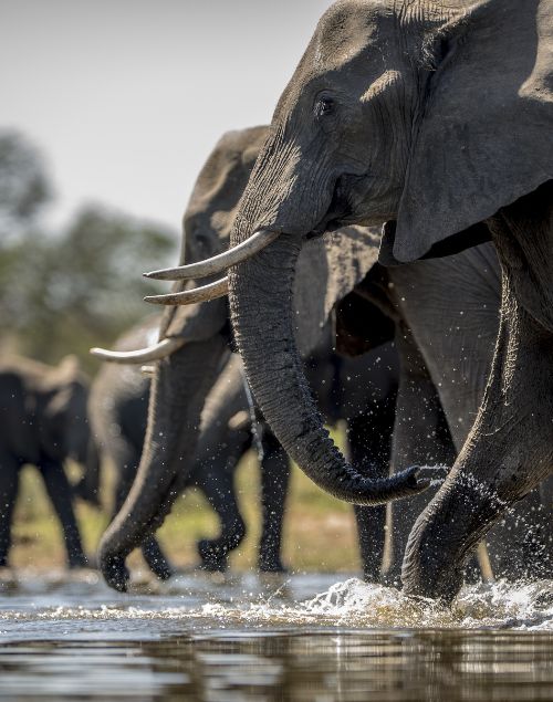 Tarangire National Park