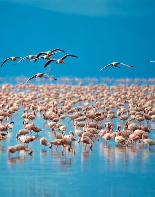 Lake Manyara National Park